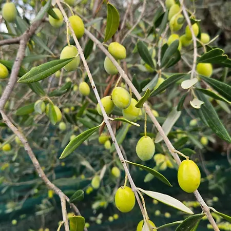 Gennemara - Porta Del Mare Bed and breakfast 3*