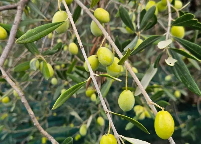 Gennemara - Porta Del Mare Couette-café 3*